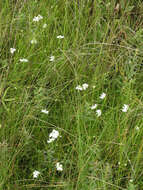 Image of Fringed orchid