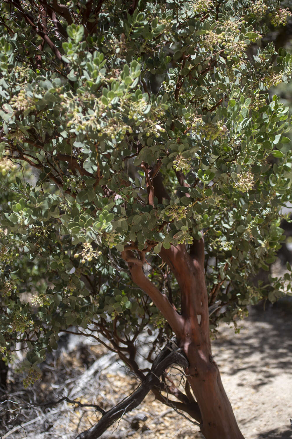 Image of pinkbracted manzanita