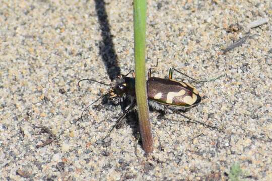 Image of Badlands tiger beetle