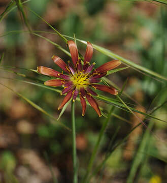 Image of Tragopogon crocifolius L.