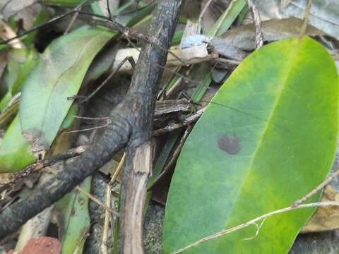 Image of Lychee Bush Cricket