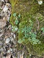 Image of branched draba