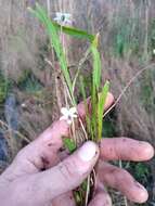 Image of bog white violet