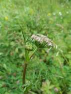 صورة Silphiodaucus prutenicus (L.) Spalik, Wojew., Banasiak, Piwczyński & Reduron