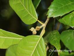 Image of Quercus spinosa subsp. miyabei (Hayata) A. Camus