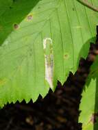 Image of Phyllonorycter argentinotella (Clemens 1859)