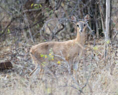 Image of Four-horned Antelopes