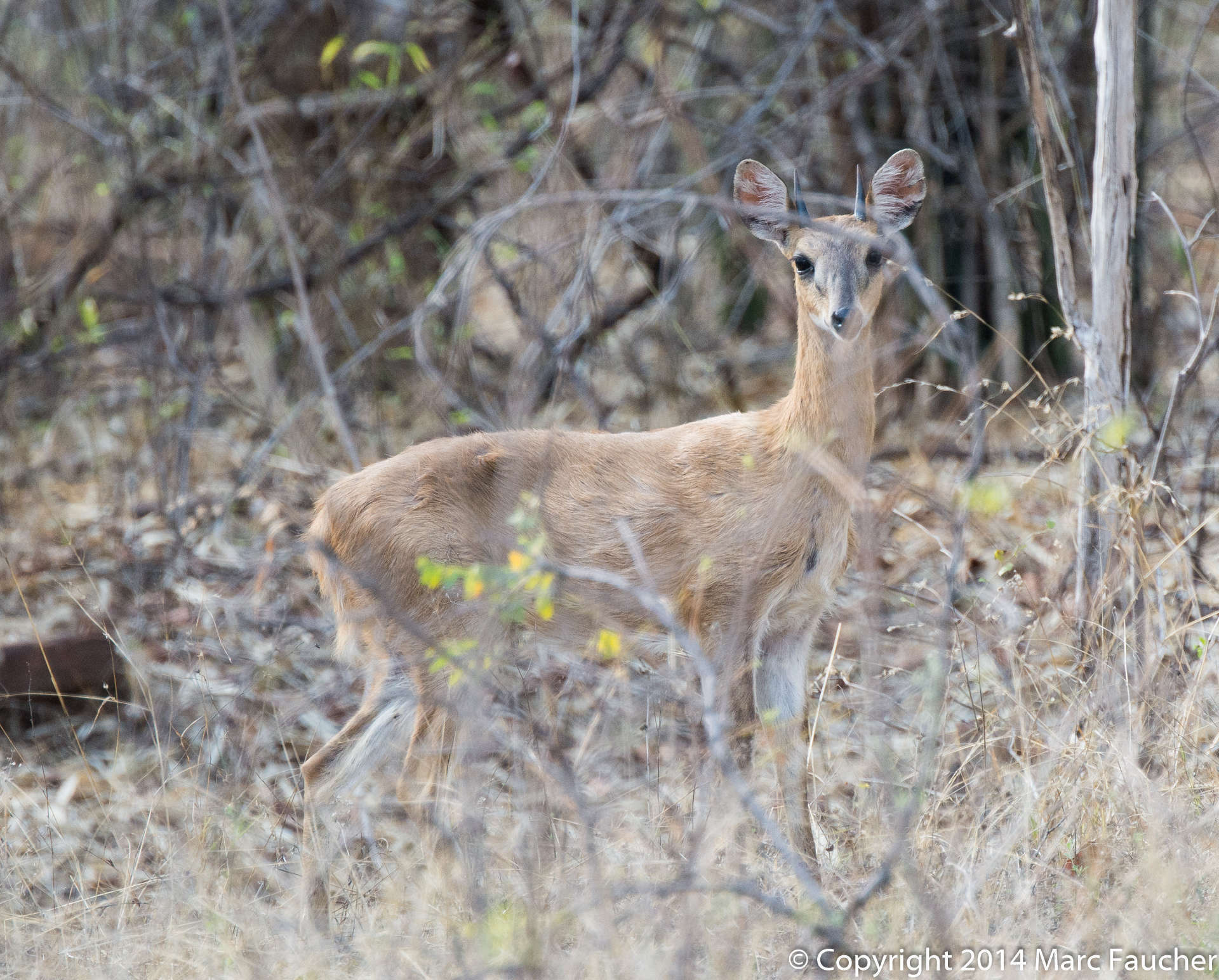 Image of Four-horned Antelope