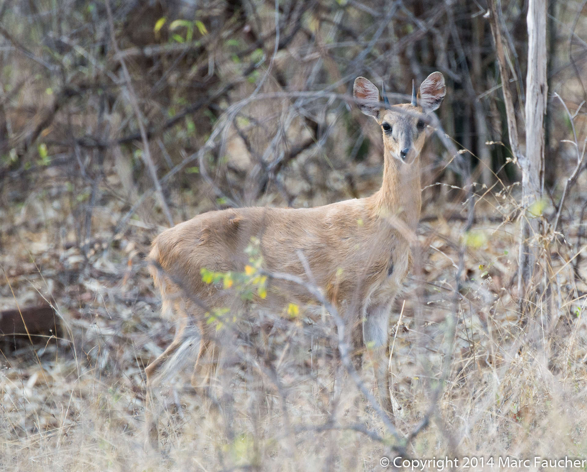 Image of Four-horned Antelopes
