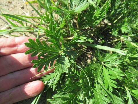 Image of Potentilla angarensis Popov