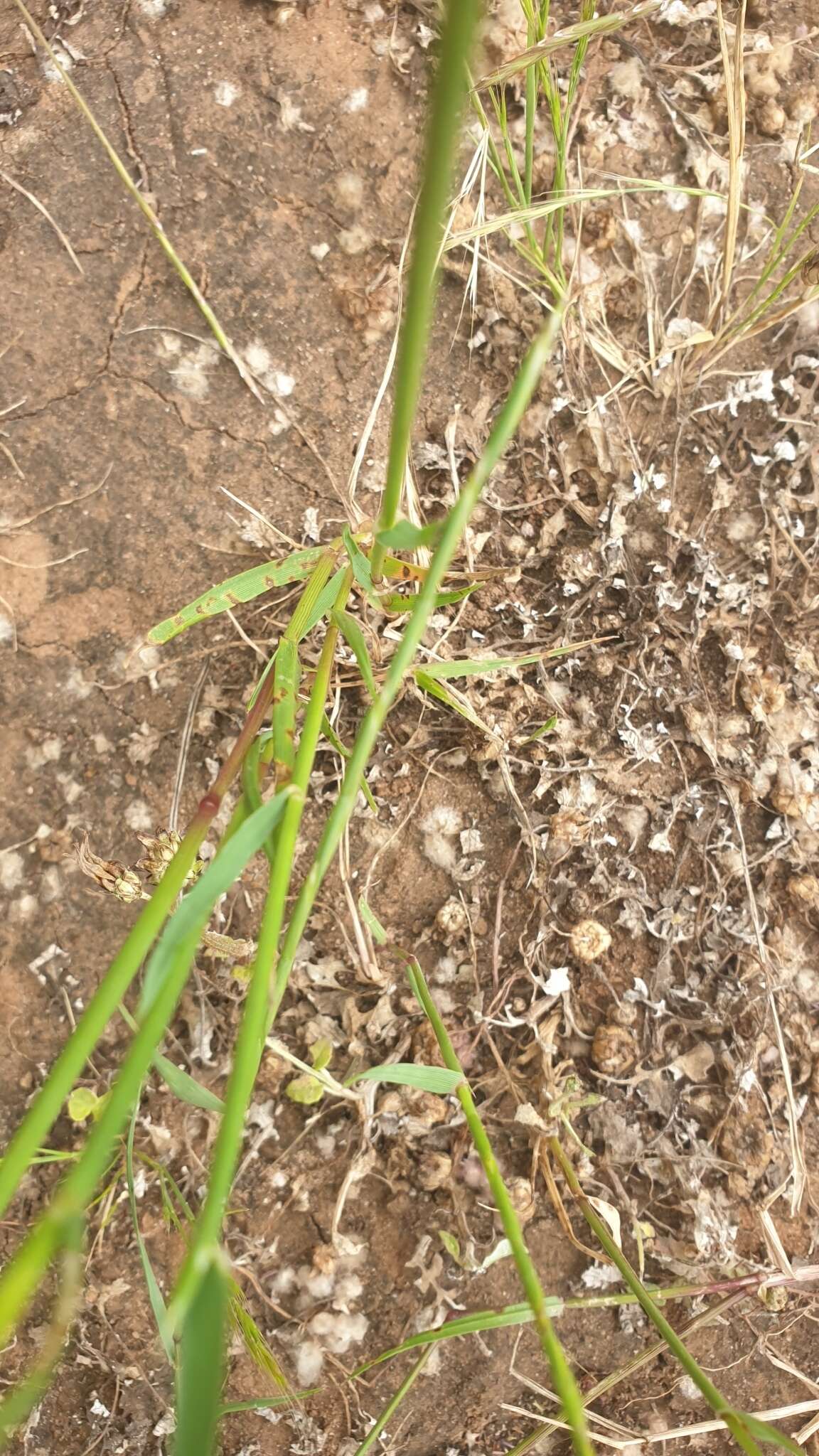 Image of Wimmera ryegrass