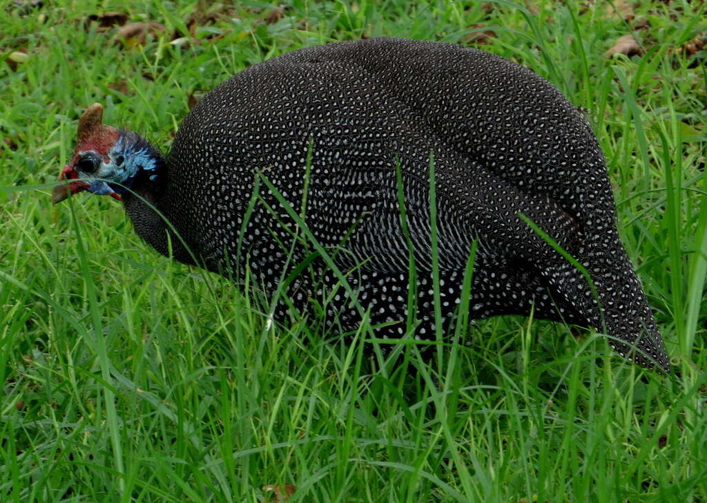 Image of Numida meleagris coronatus Gurney Sr 1868