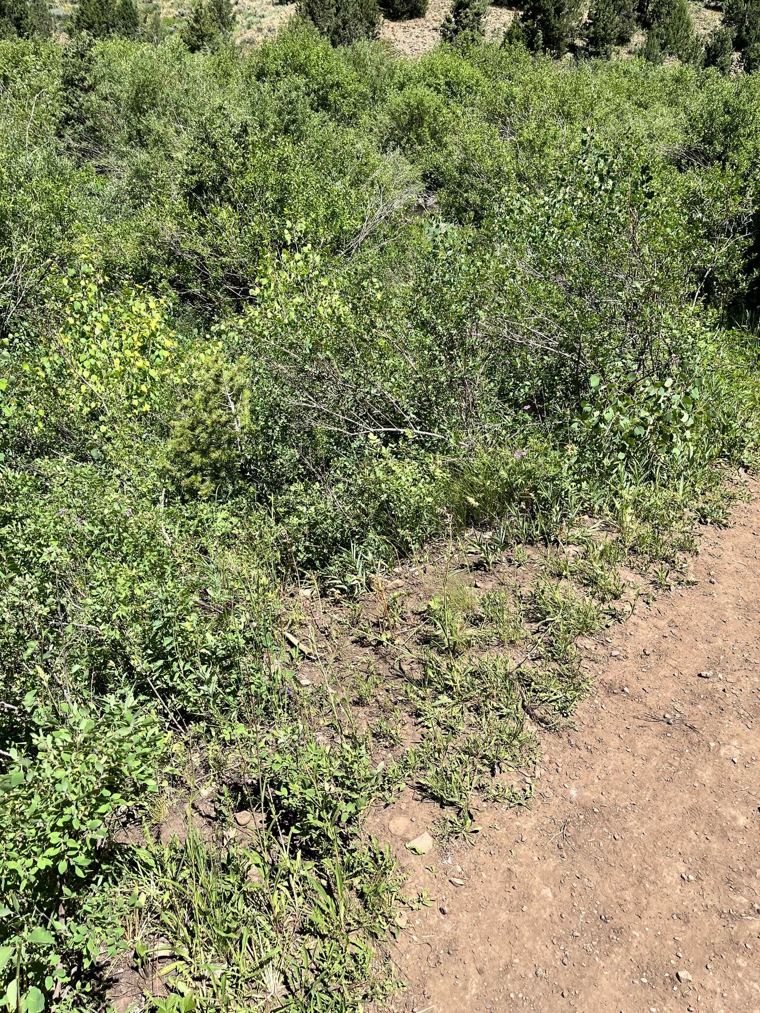 Image of smooth penstemon