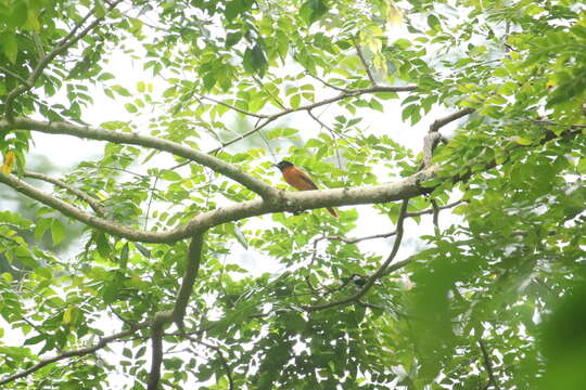 Image of Black-headed Paradise-Flycatcher