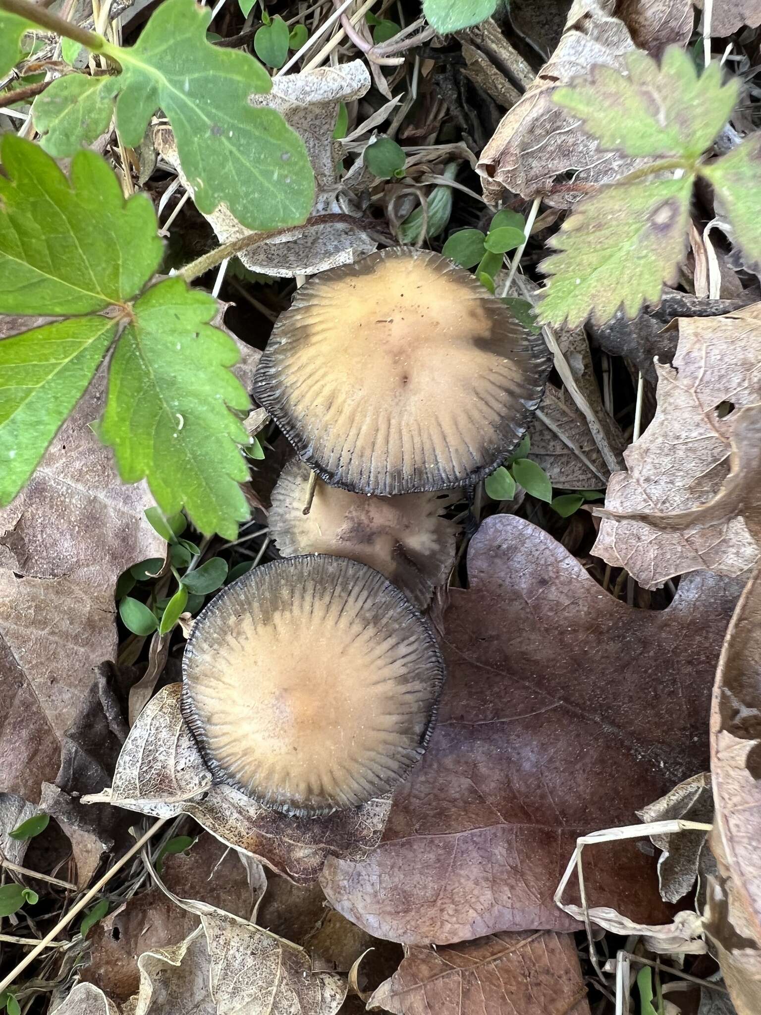 Image of Coprinellus truncorum (Scop.) Redhead, Vilgalys & Moncalvo 2001