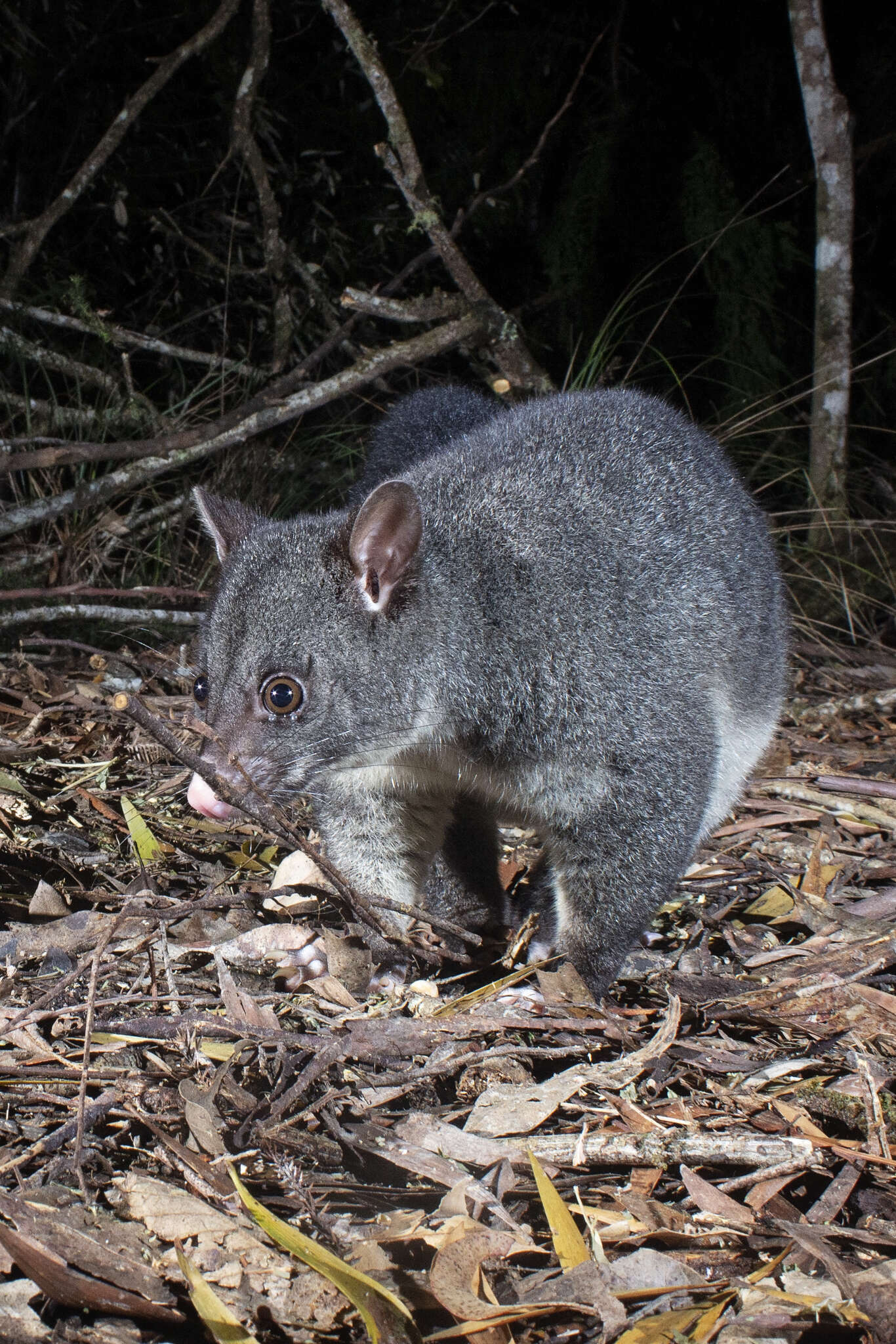 Image of Mountain Brushtail Possum