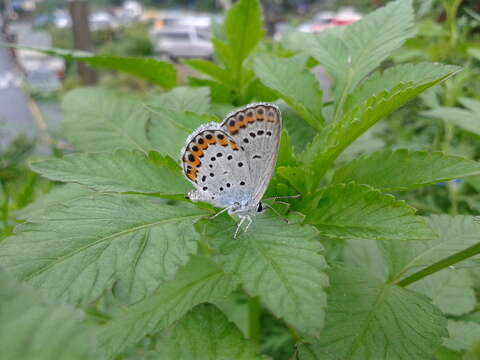 Image of Plebejus argyrognomon (Bergsträsser (1779))