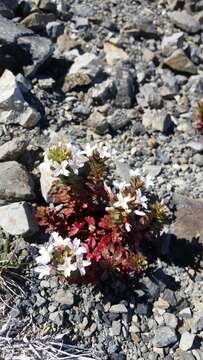 Image of Epilobium pycnostachyum Hausskn.