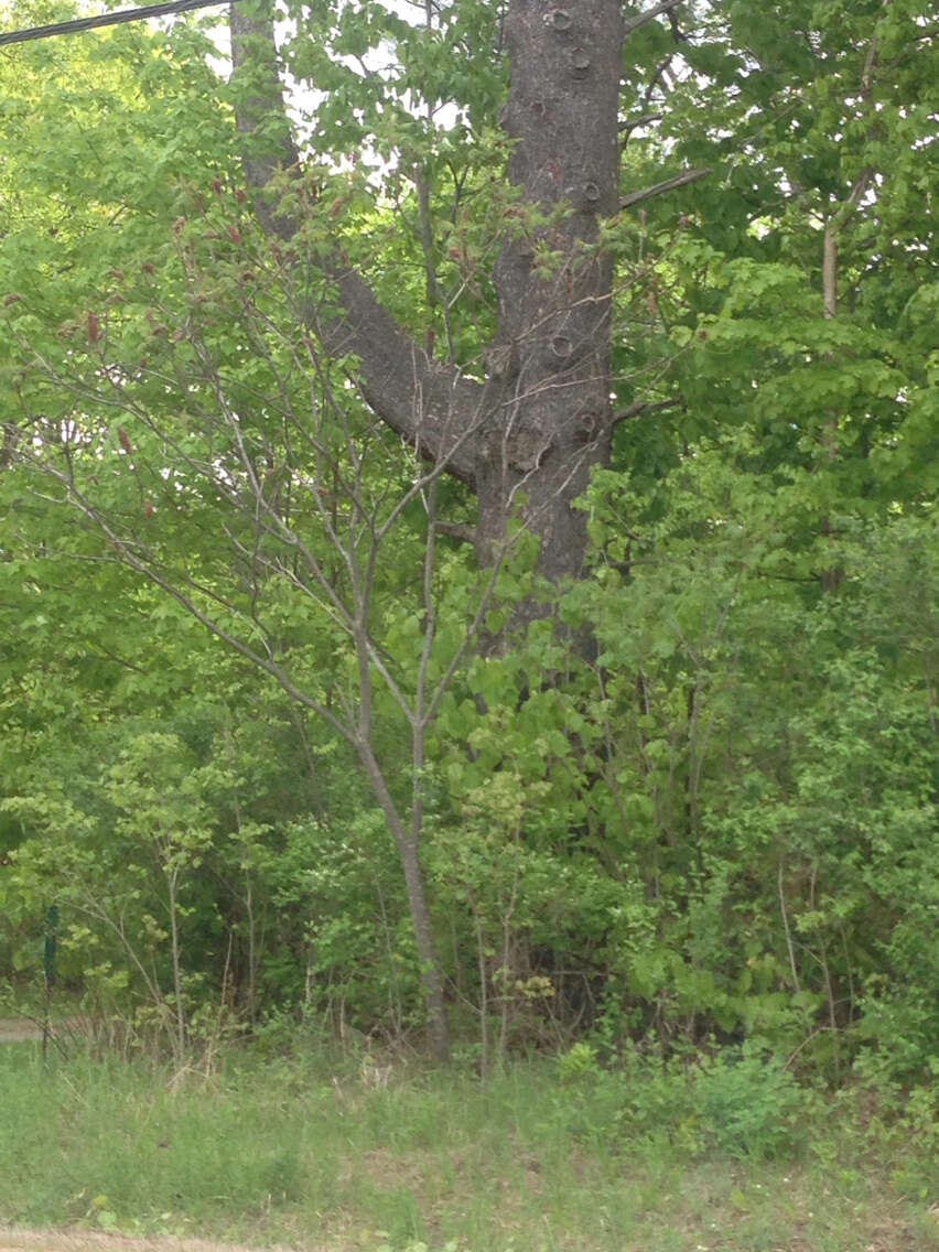 Image of staghorn sumac