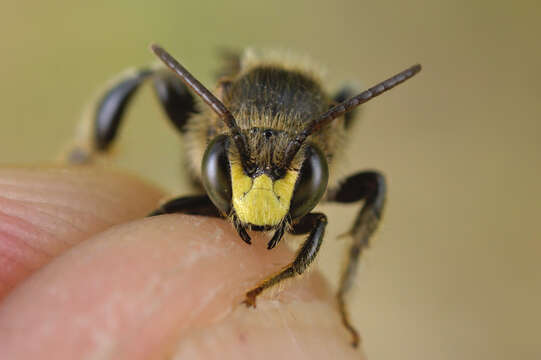 Image of Macropis europaea Warncke 1973