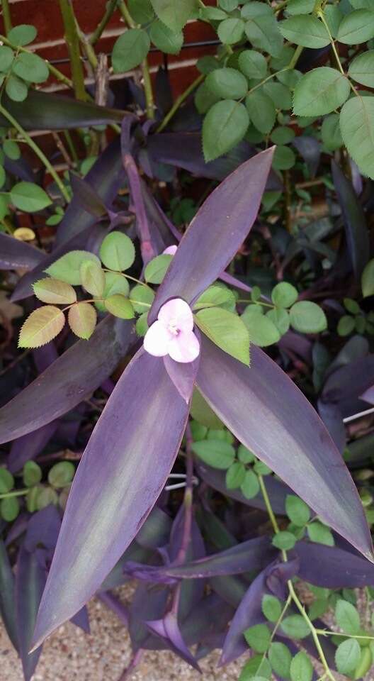 Слика од Tradescantia pallida (Rose) D. R. Hunt