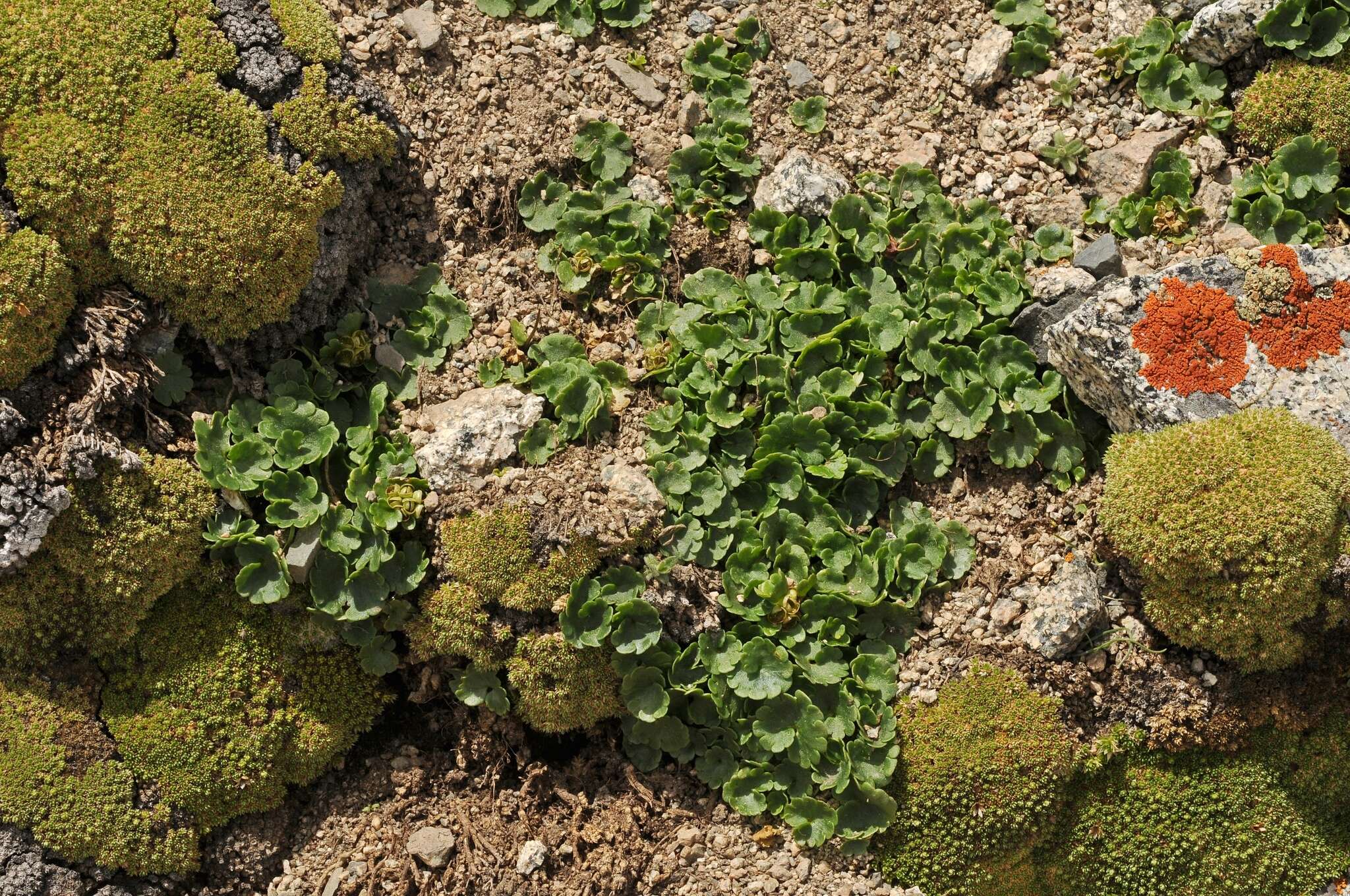 Plancia ëd Chrysosplenium nudicaule Bunge