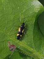 Image of Dryophilocoris