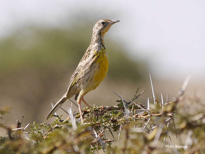 Image of Pangani Longclaw