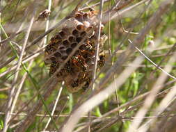 Image of Polistes associus Kohl 1898