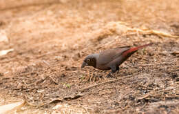 Image of Black-faced Firefinch