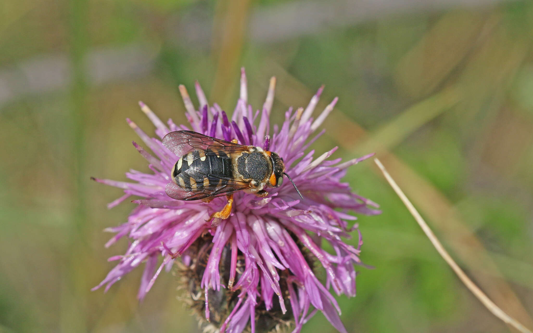 Image de Icteranthidium laterale (Latreille 1809)