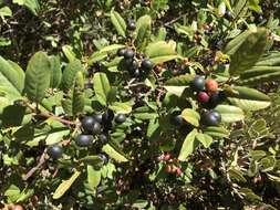 Image of California buckthorn