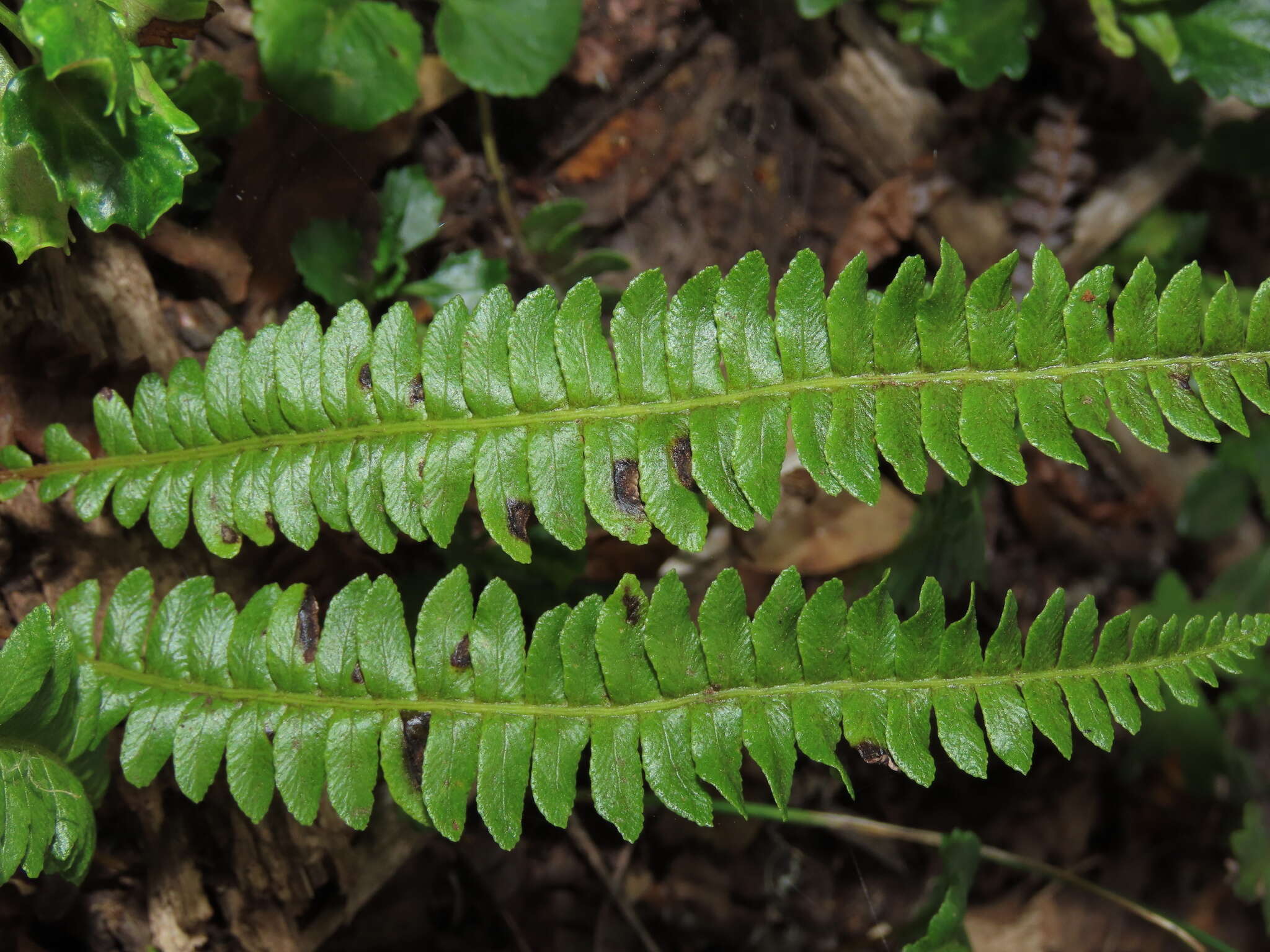 Image of Austroblechnum microphyllum (Goldm.) Gasper & V. A. O. Dittrich