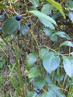 Image of kangaroo vine