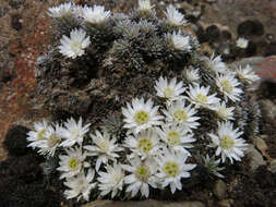 Image of Psychrophyton grandiflorum (Hook. fil.) Beauv.