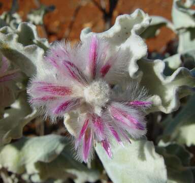 Image of Ptilotus rotundifolius (F. Müll.) F. Müll.