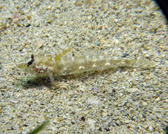 Image of Australian sailfin goby