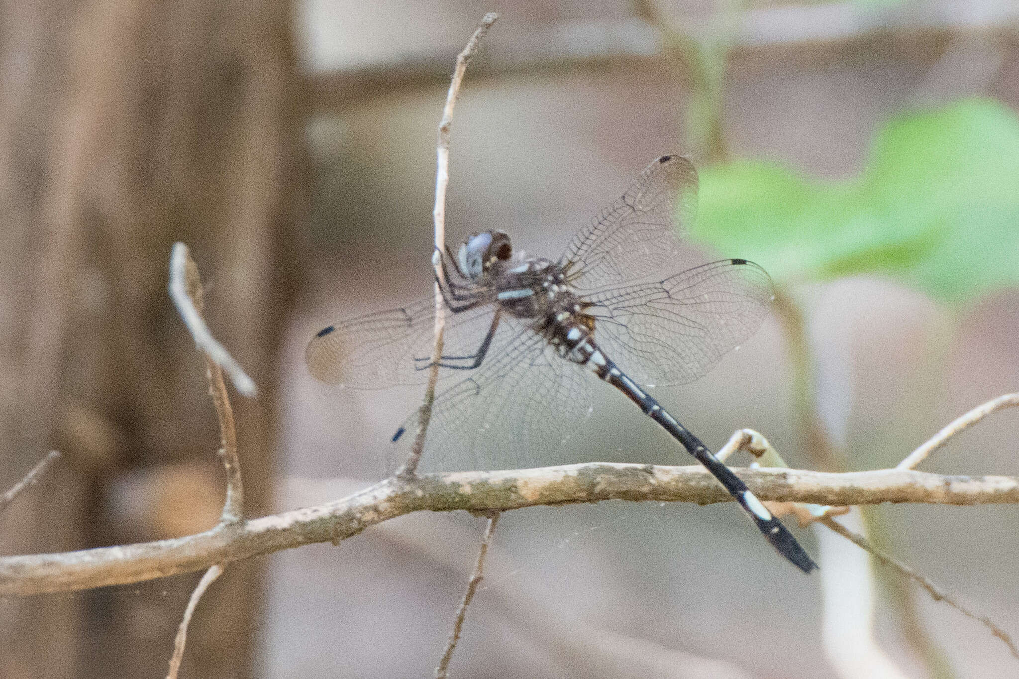 Image of Pale-faced Clubskimmer