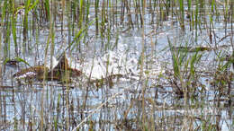 Image of Cyprinus carpio Linnaeus 1758