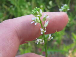 Sivun Caulanthus lasiophyllus (Hook. & Arn.) Payson kuva