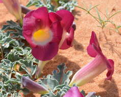 Image de Harpagophytum procumbens subsp. procumbens