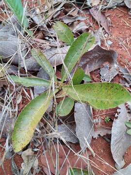 Pradosia brevipes (Pierre) T. D. Penn. resmi