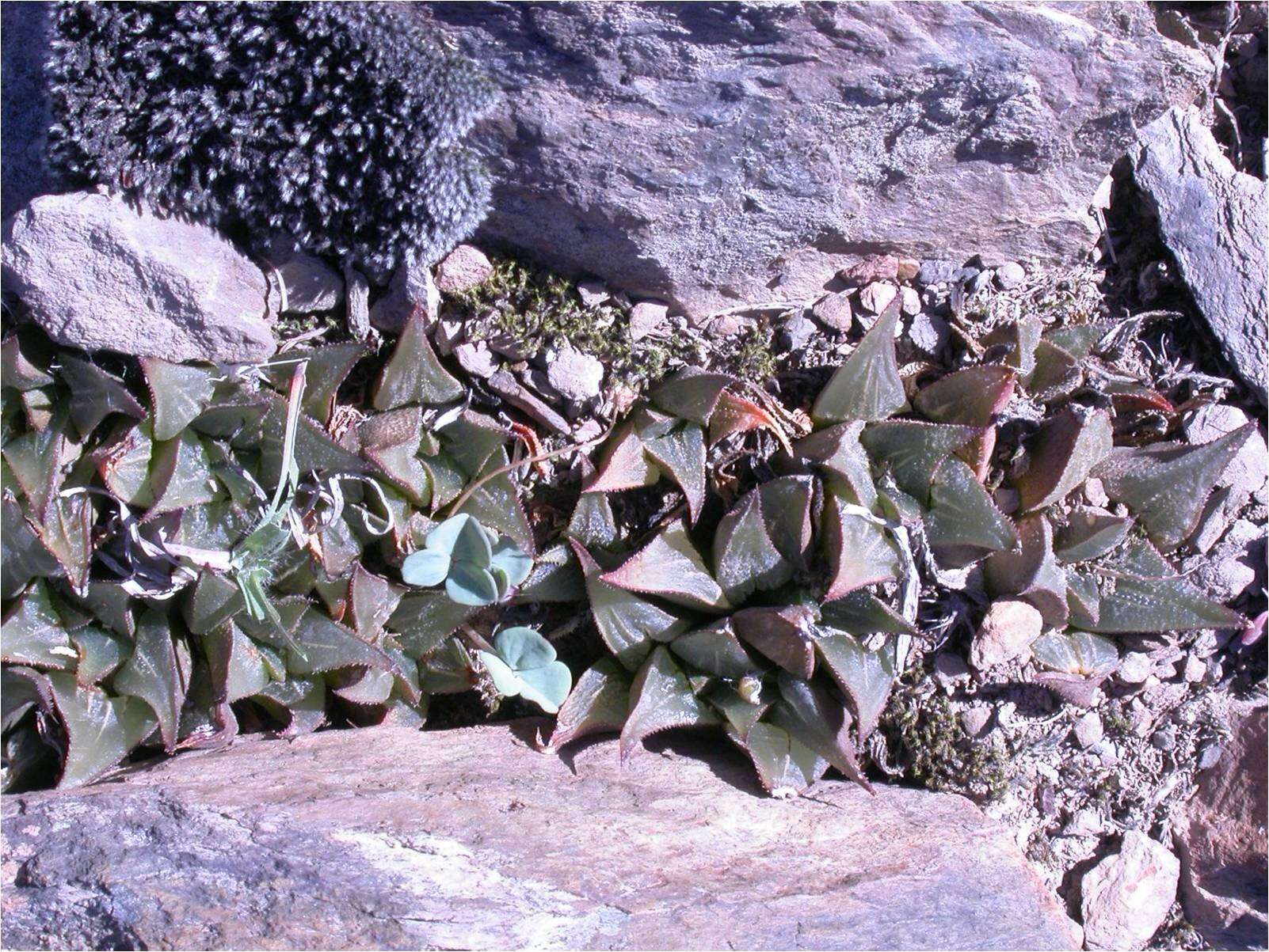 Image of Haworthia mirabilis (Haw.) Haw.