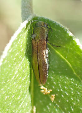 Imagem de Agrilus lacustris Le Conte 1860