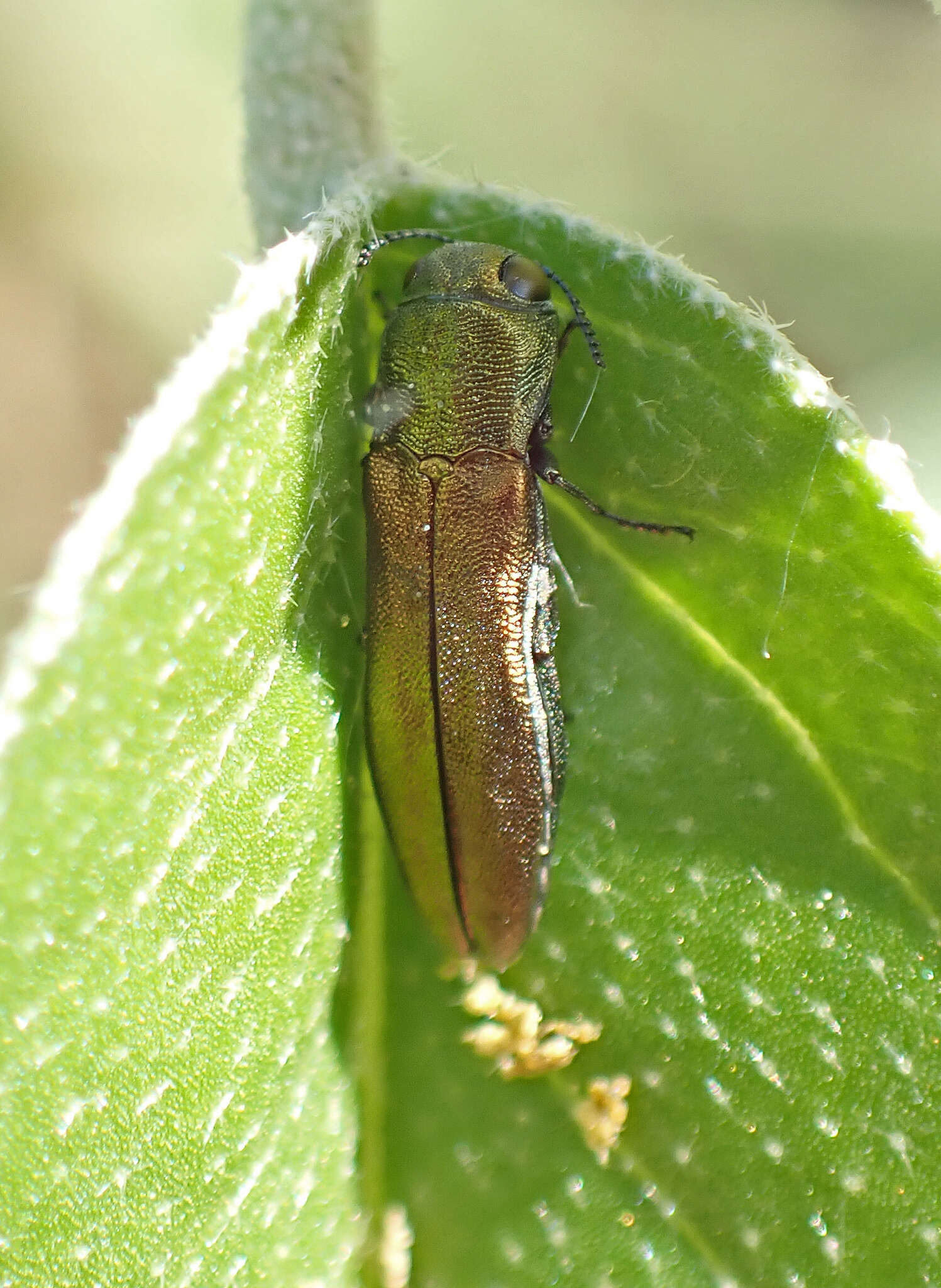 Image of Agrilus lacustris Le Conte 1860