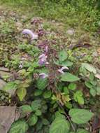 Image of Salvia bowleyana Dunn