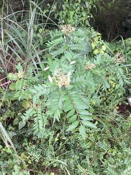 Image of Korean pepper