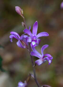 Image of Bletia meridana (Rchb. fil.) Garay & Dunst.