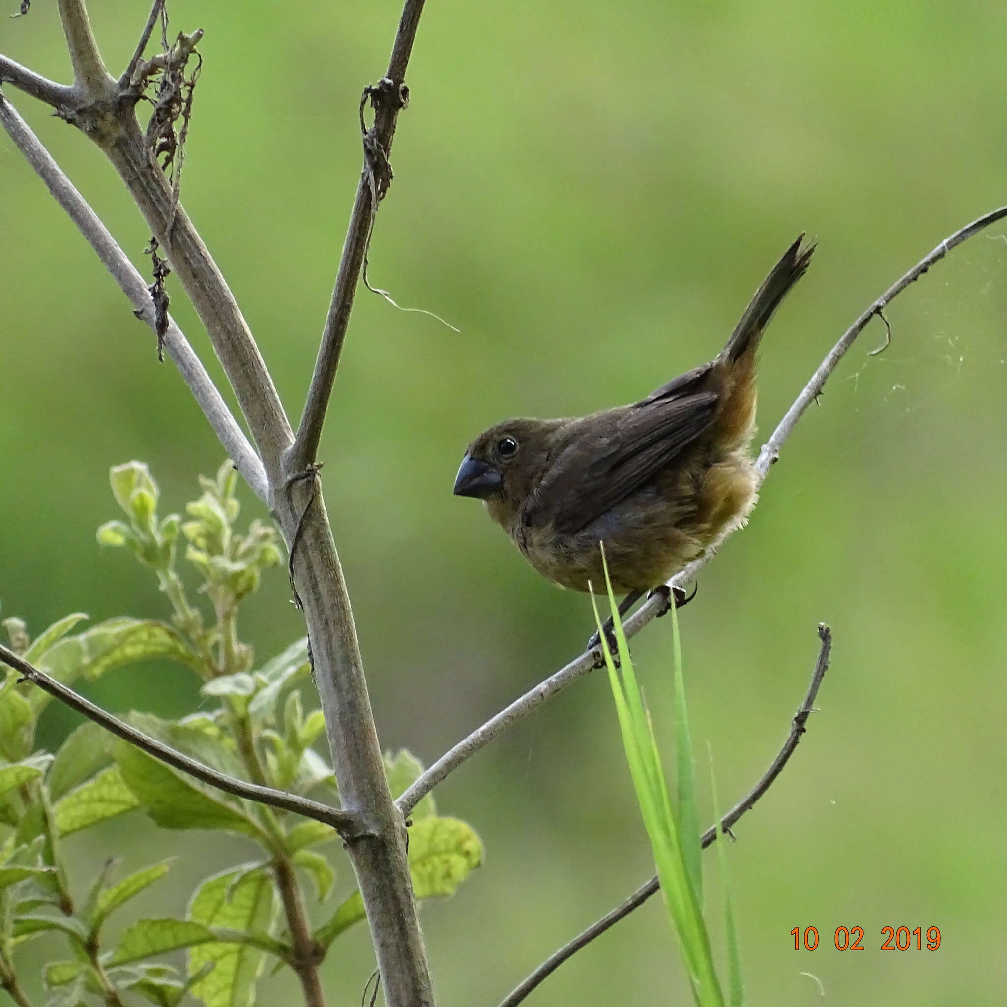 Sporophila funerea (Sclater & PL 1860) resmi