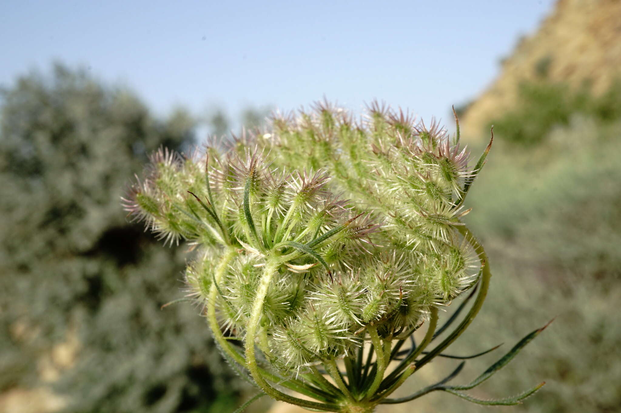 Image of Daucus guttatus Sibth. & Sm.